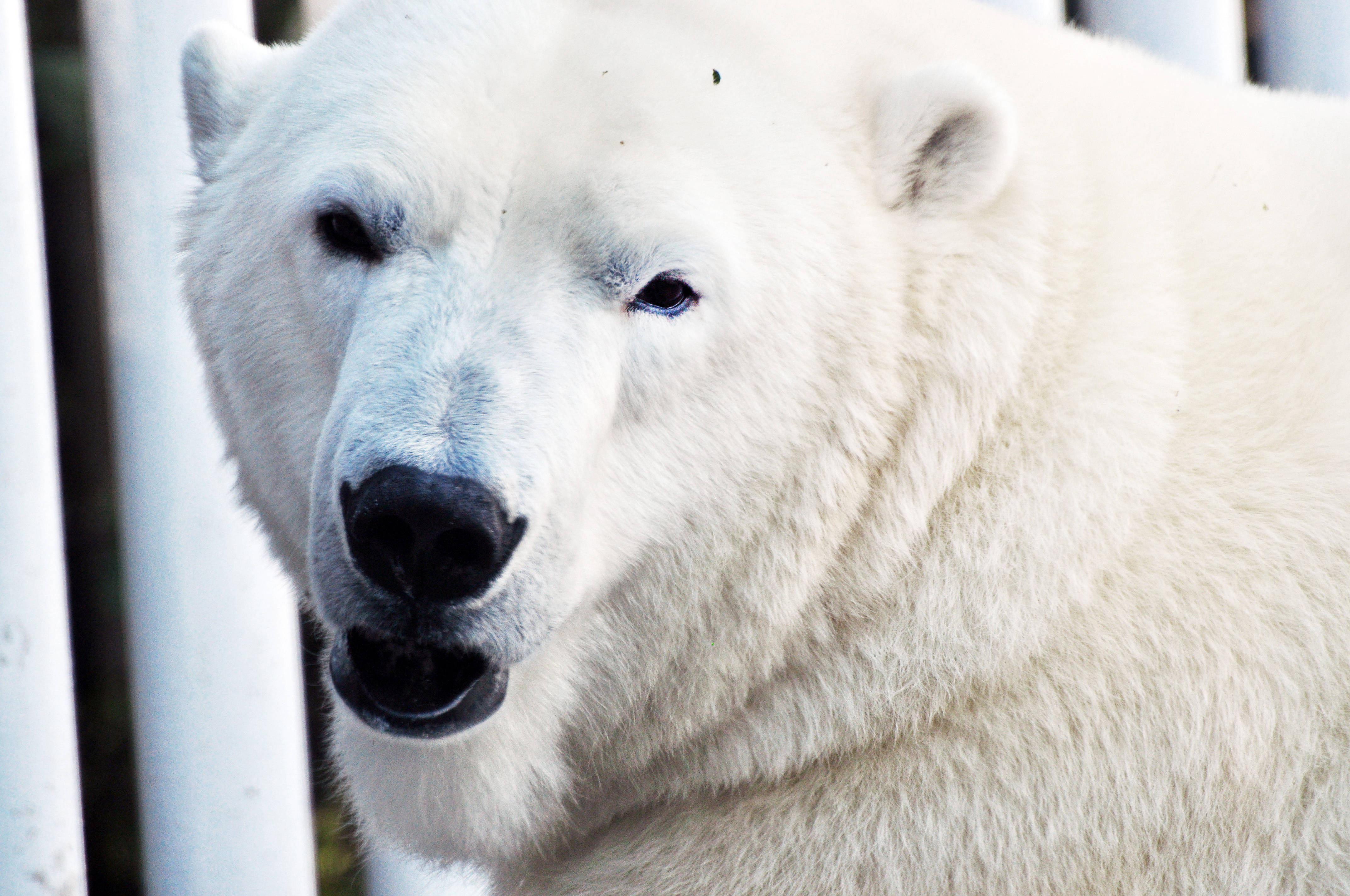 Polar Bear at Alaska Zoo c. Louie C Roy