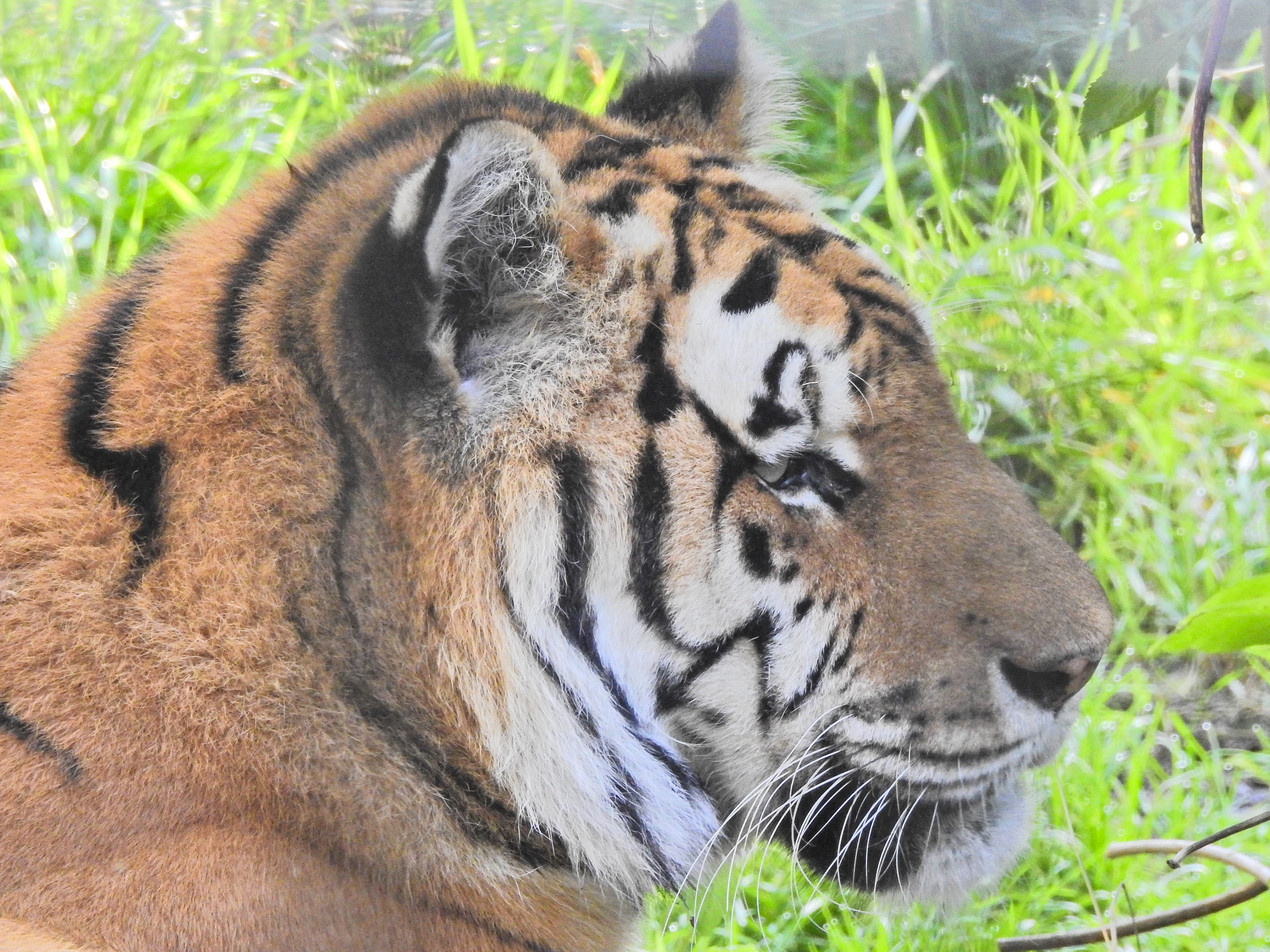 Tiger at the Alaska Zoo c. - Juno Kim